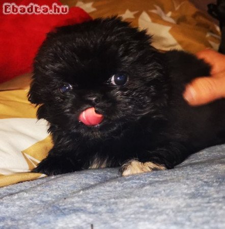 Palotapincsi kölykök Eladók