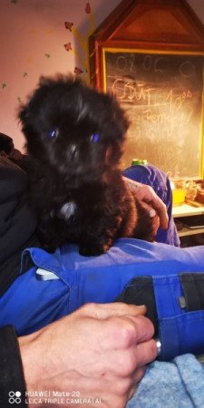 Pekingi Palotapincsi