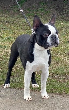 Boston terrier