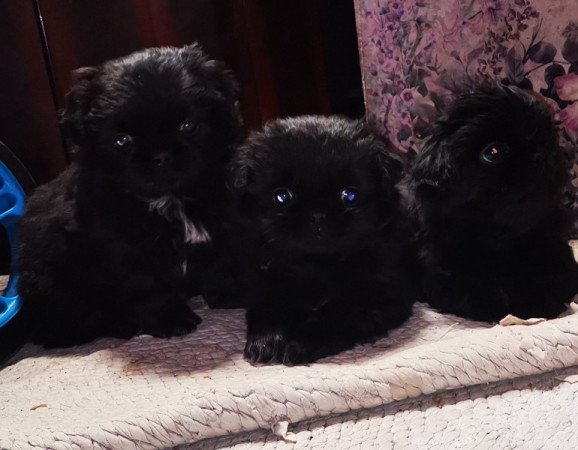 Pekingi Palotapincsi