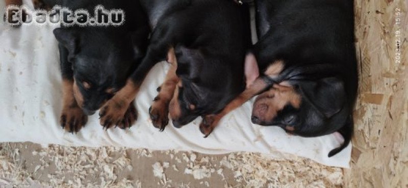 Kölyök törpe pinscher eladó