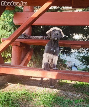 Cane Corso kislány