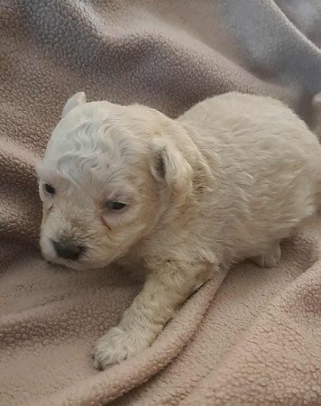 Máltai+uszkár=Maltipoo havanese bichon