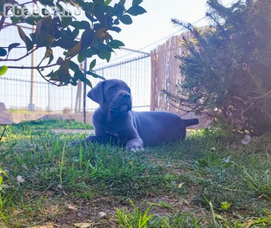 Cane Corso kislány