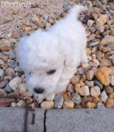 Bichon bolognese kiskutyák