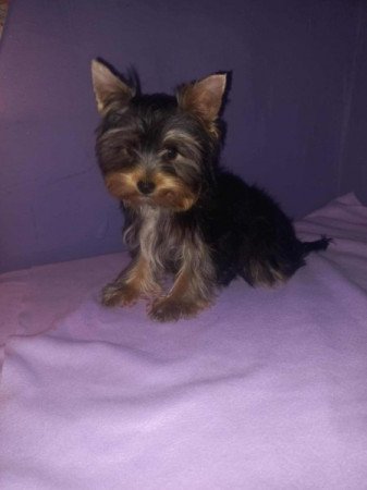 Yorkshire terrier