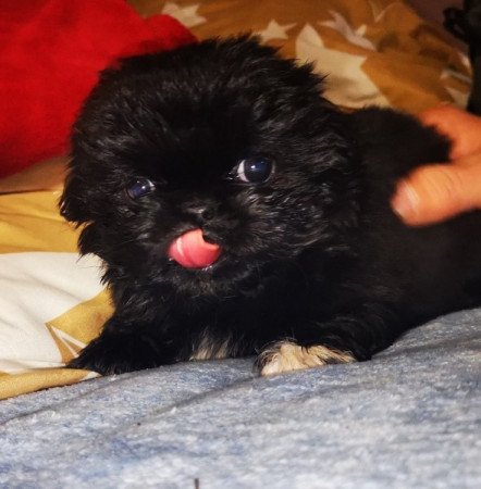 Pekingi Palotapincsi