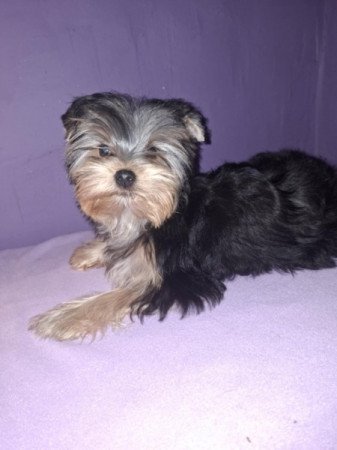 Yorkshire terrier