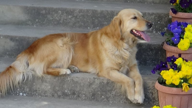 Golden retriever