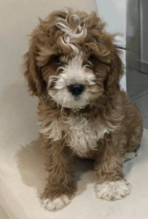 Cavapoo