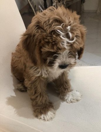 Cavapoo