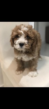 Cavapoo