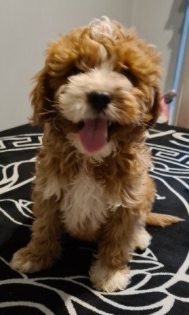 Cavapoo