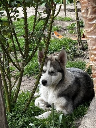 Husky