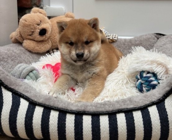 Shiba inu