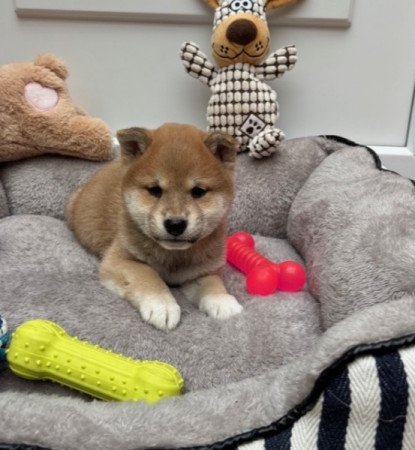 Shiba inu
