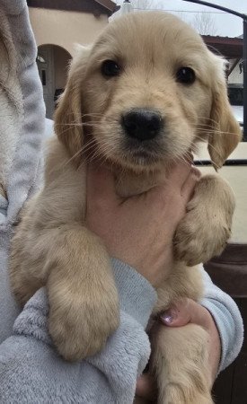 Golden retriever