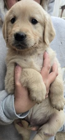 Golden retriever