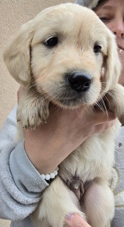 Golden retriever