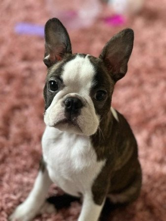 Boston Terrier
