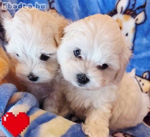 Gyönyörűszép  Bichon Havanese kis méretű kiskutyák