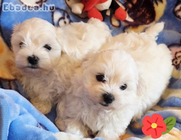 Gyönyörűszép  Bichon Havanese kis méretű kiskutyák