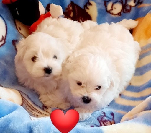 Bichon Havanese