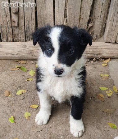 Border collie kiskutyák