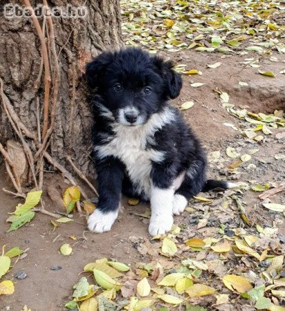 Border collie kiskutyák