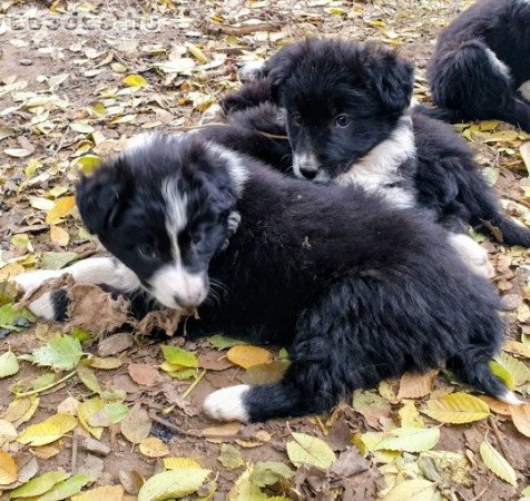 Border collie kiskutyák