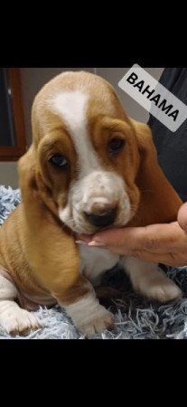 Basset Hound