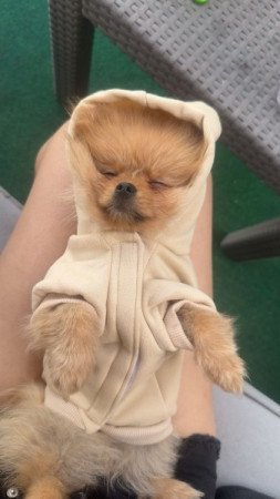 Pomerániai törpe spicc