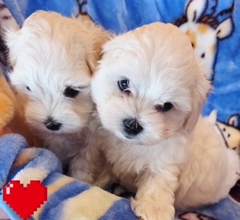 Bichon Havanese