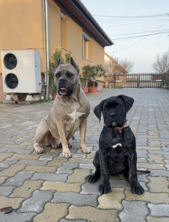 8146 Jenő rakóczi u 21