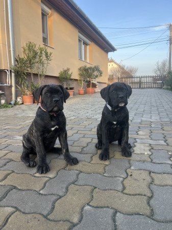 8146 Jenő rakóczi u 21