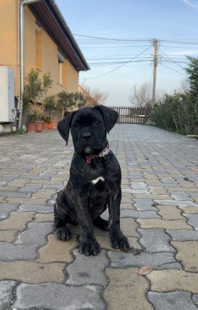 8146 Jenő rakóczi u 21