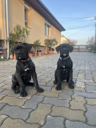 8146 Jenő rakóczi u 21