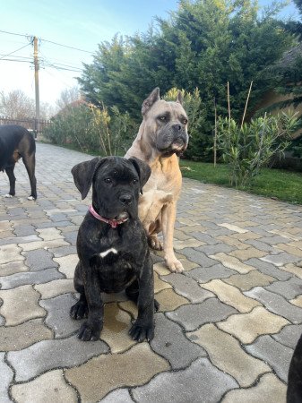 8146 Jenő rakóczi u 21