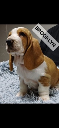 Basset Hound