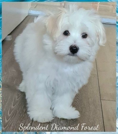 Bichon havanese