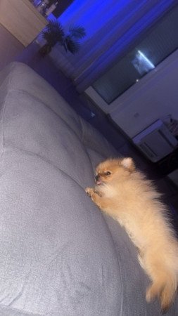 Pomerániai törpe spicc