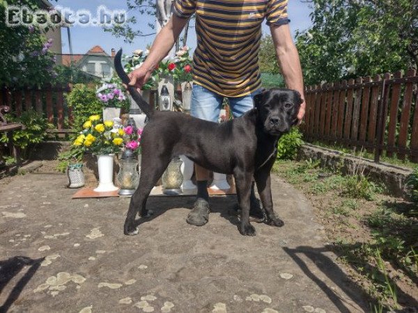 Eladó Cane corso kiskutya