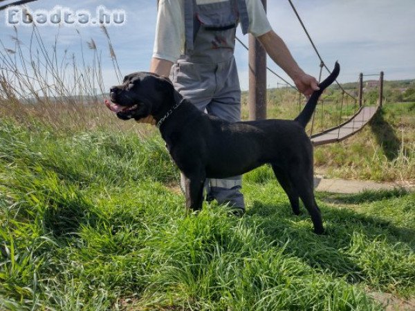 Eladó Cane corso kiskutya