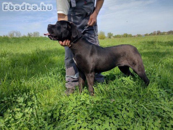 Eladó Cane corso kiskutya