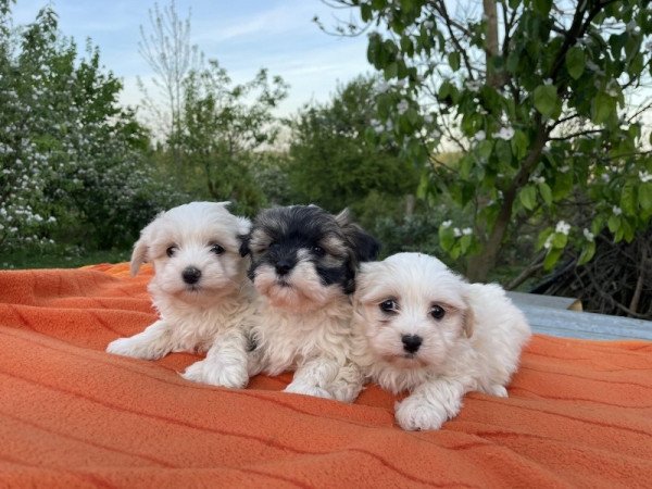 Bichon havanese