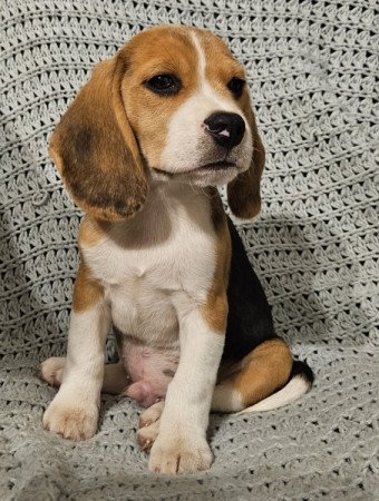 Beagle