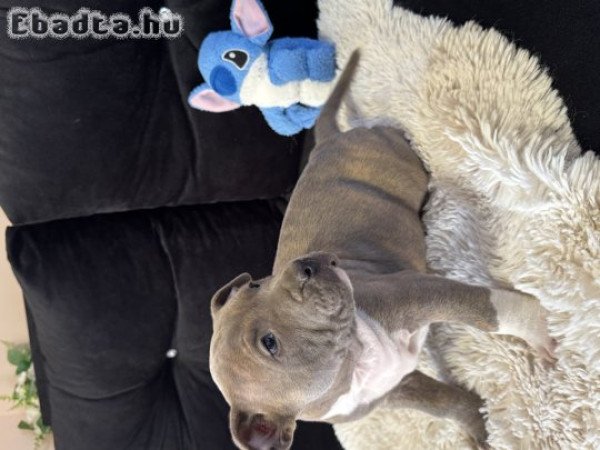 Eladó minőségi kék Amerikai Stafford kölykök