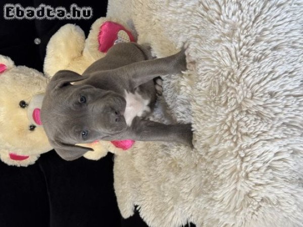 Eladó Minőségi Kék Amerikai Stafford kölykök