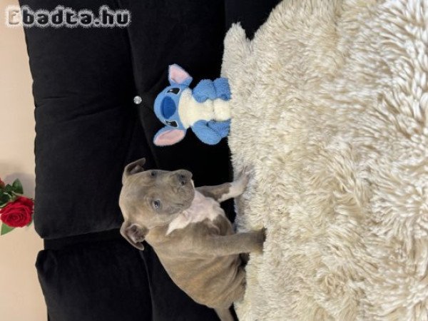 Eladó Minőségi Kék Amerikai Stafford kölykök