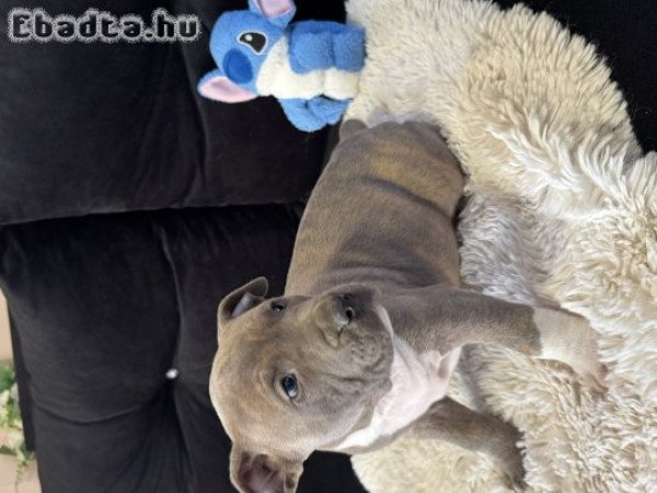 Eladó Minőségi Kék Amerikai Stafford kölykök